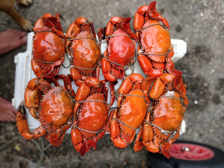 Group of eight cooked orange colored mud crabs