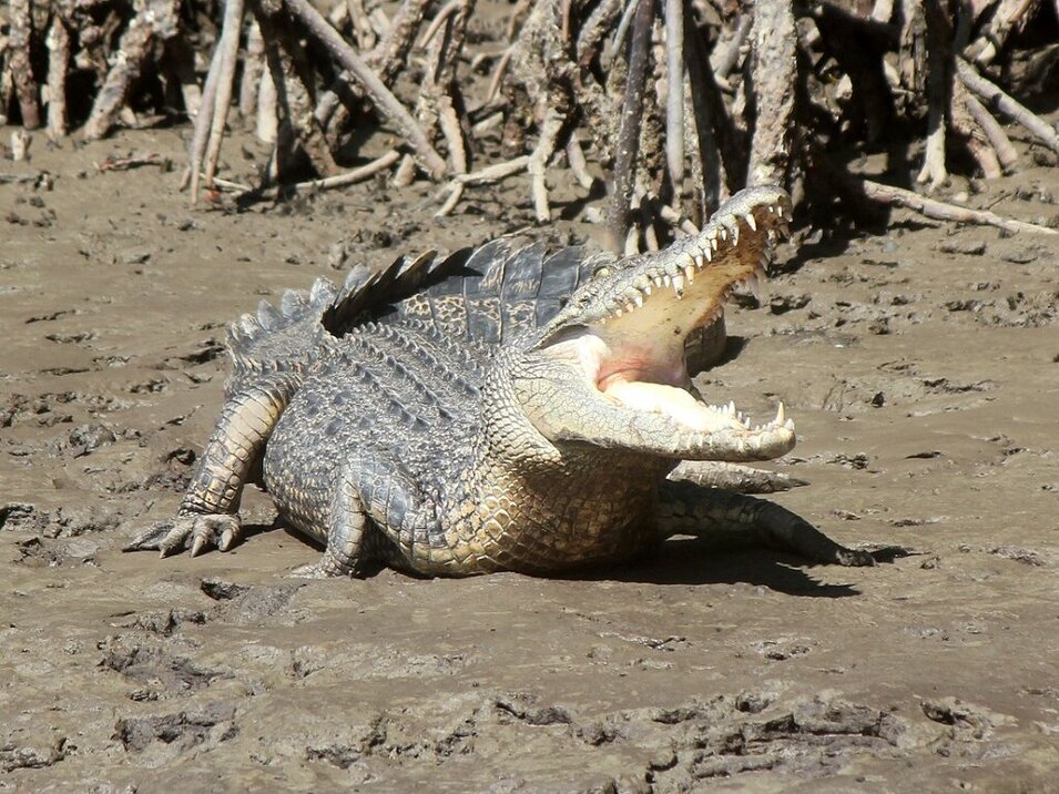 Large crocodile sun bathing at the Daintree River bank
