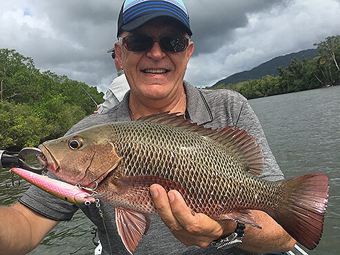 Mangrove Jack fish caught on the Daintree River