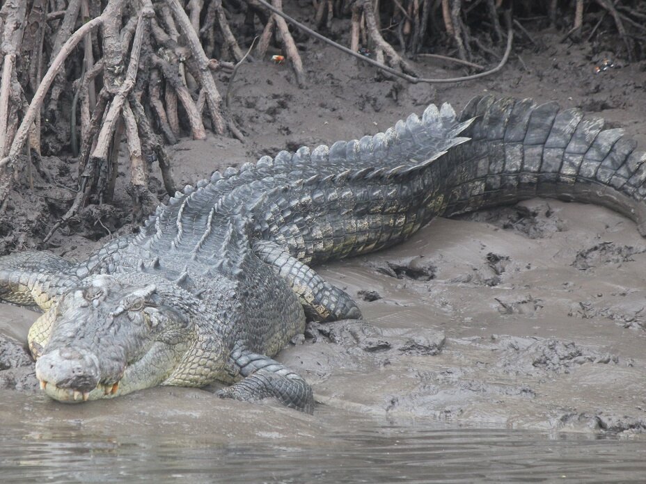 large crocodile laying on the muddy Daintree rivers edge