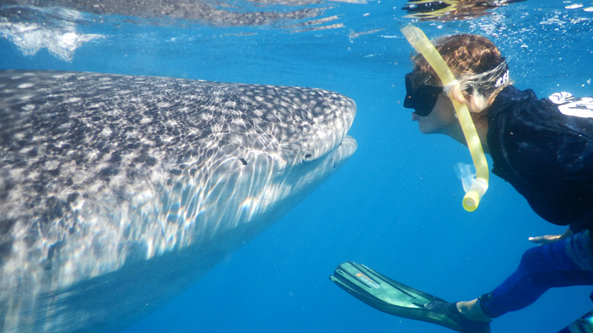 Snorkeler and whale shark facing each other